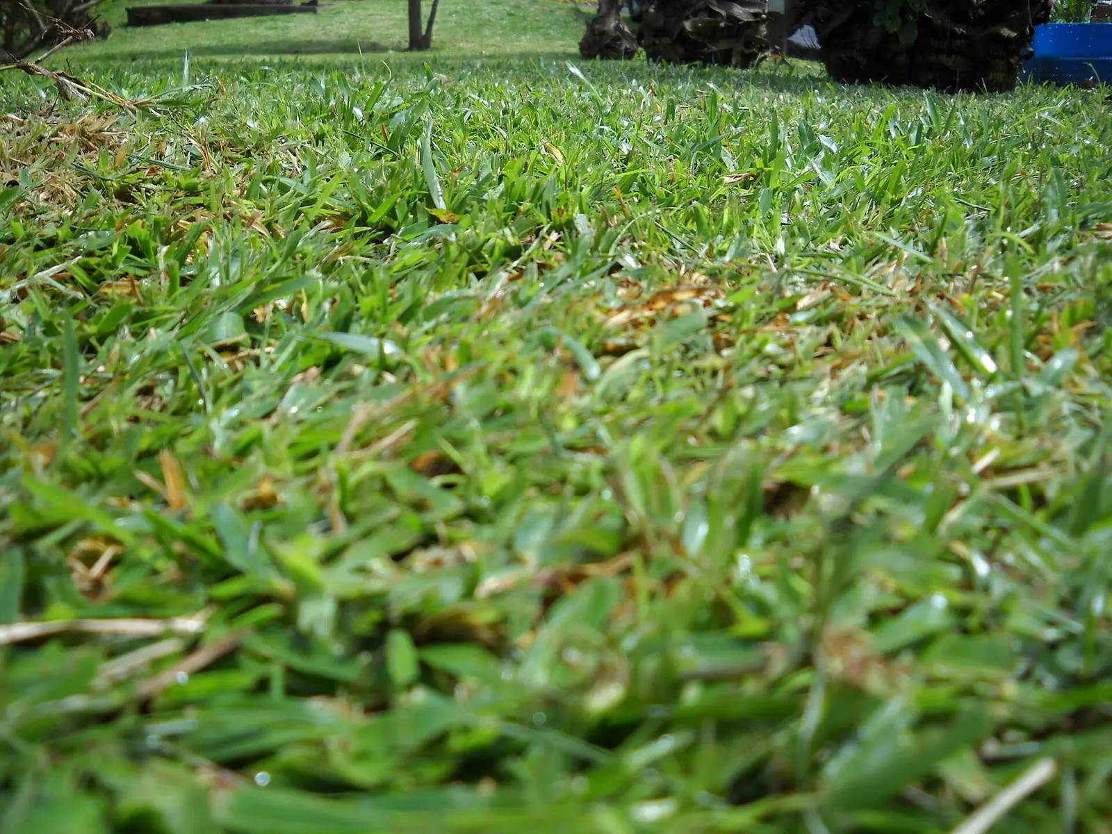 A zoysia lawn photographed from blade height