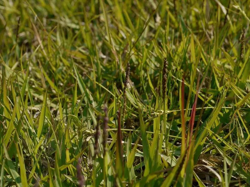 Close view of green zoysia blades